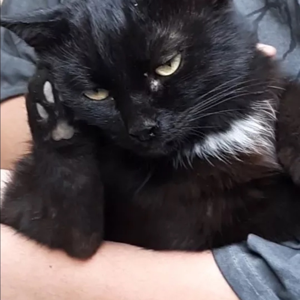 Meet your Posher, Faham